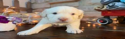 Labradoodle dogs for sale: Cash (Boy) - Ad 3