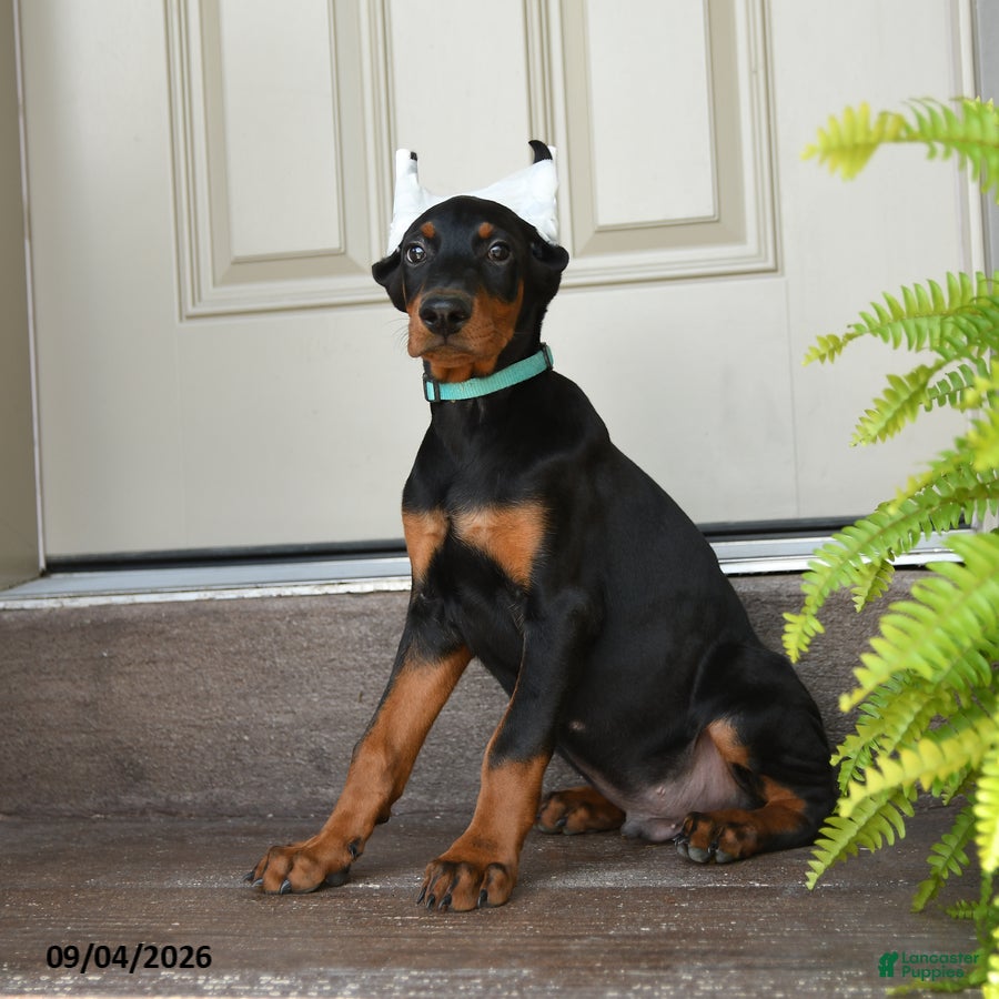 Doberman Pinscher dogs Duke - Ad 1