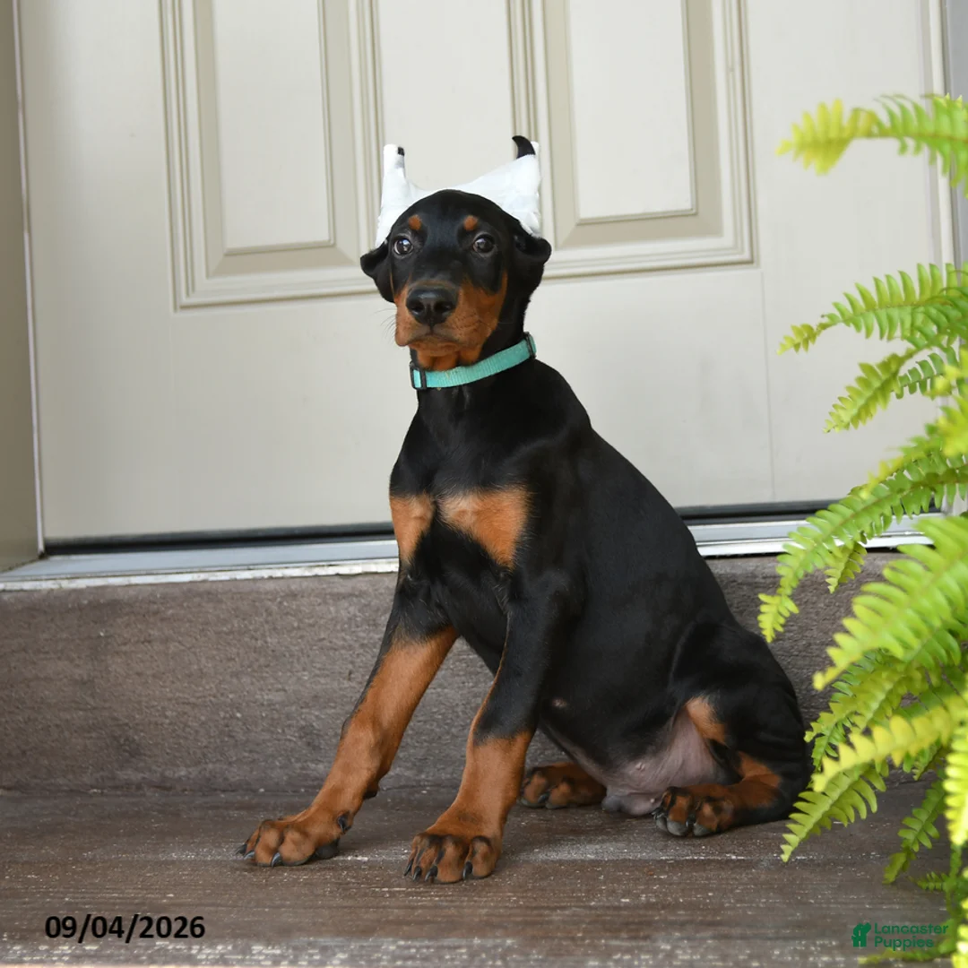 Doberman Pinscher dogs for sale: Duke - Ad 1