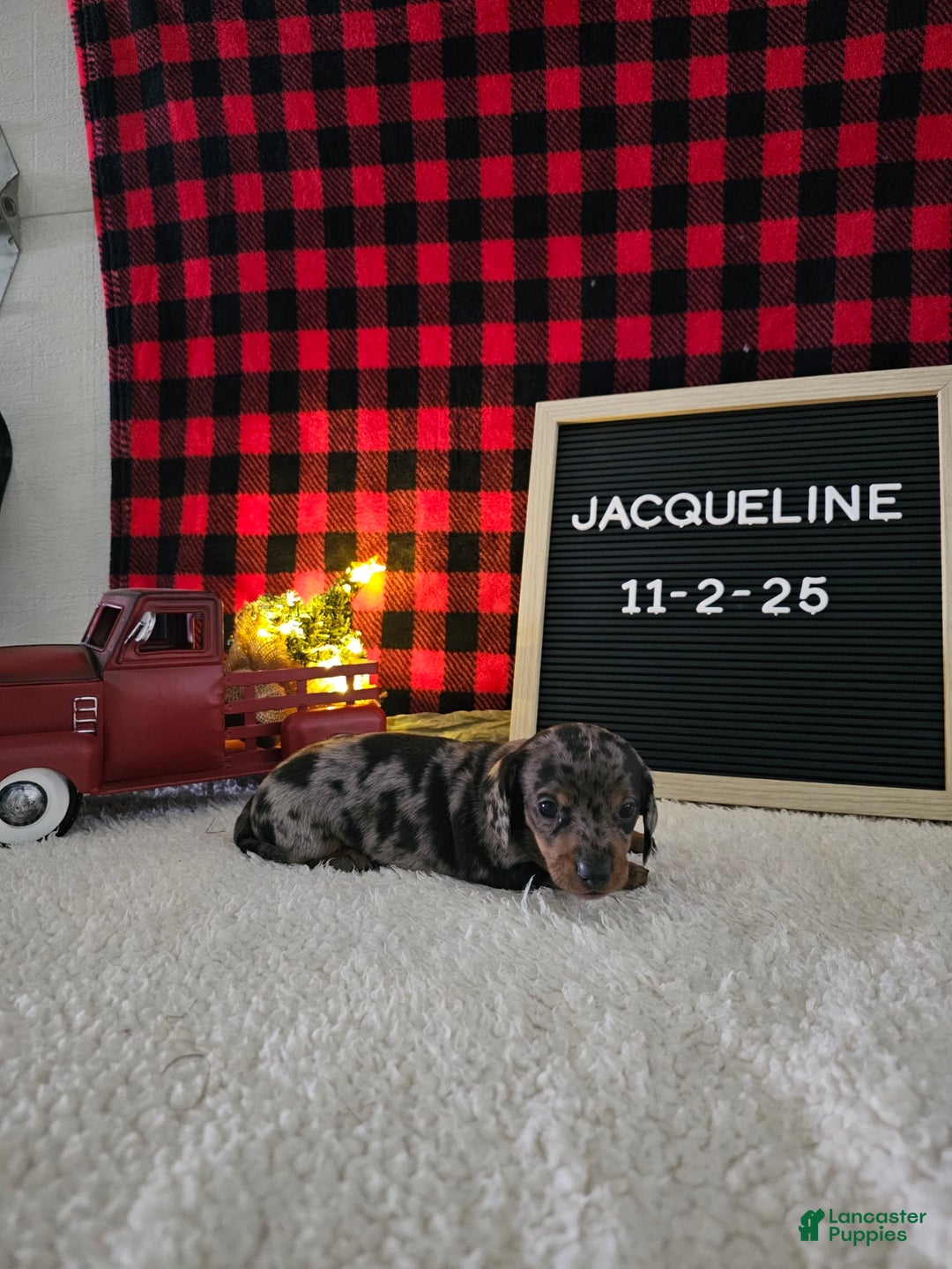 Miniature Dachshund dogs for sale: Jacqueline - Ad 1