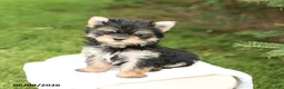 Morkie dogs for sale: Benny - Ad 4