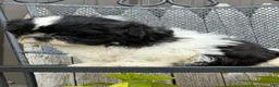 Shih Tzu dogs for sale: Shane Shih Tzu  - Ad 10