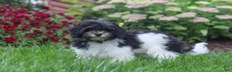Havapoo dogs for sale: Joey - Ad 4
