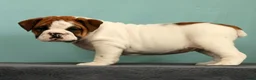 English Bulldog dogs for sale: Jasper - Ad 7