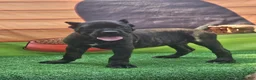 Cane Corso dogs for sale: SKY - Ad 9