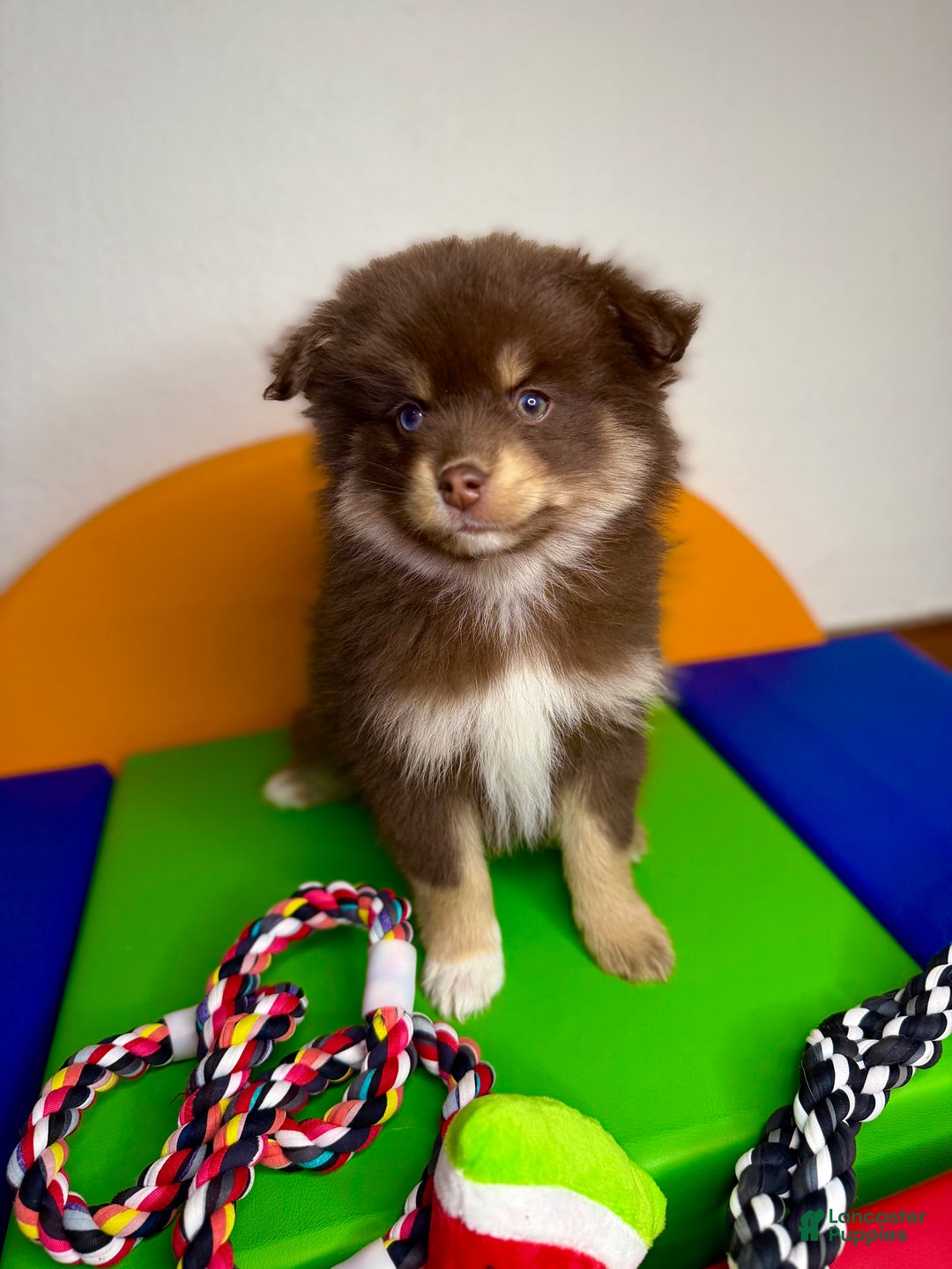 Pomsky dogs for sale: Teddy - Ad 3