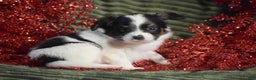 Papillon dogs for sale: Bison - Ad 6