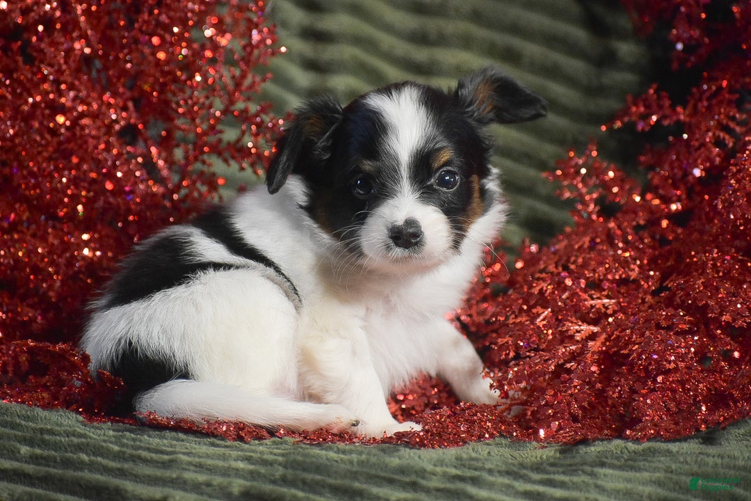 Papillon dogs for sale: Bison - Ad 6
