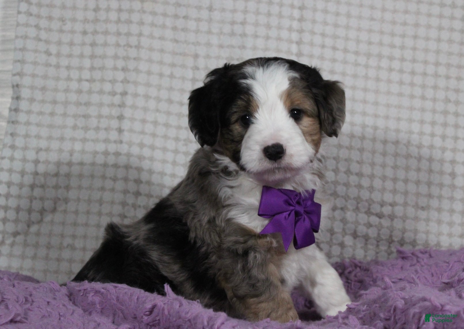 Mini Aussiedoodle dogs Odie - Ad 35