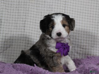 Mini Aussiedoodle dogs Odie - Ad 35