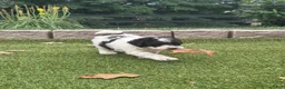 Aussiedoodle dogs for sale: Roux - Ad 1