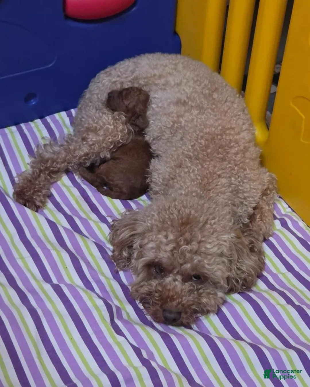 Cavapoo dogs for sale: Harley - Ad 2