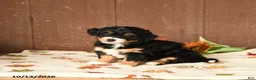 Mini Bernedoodle dogs for sale: Krista - Ad 4