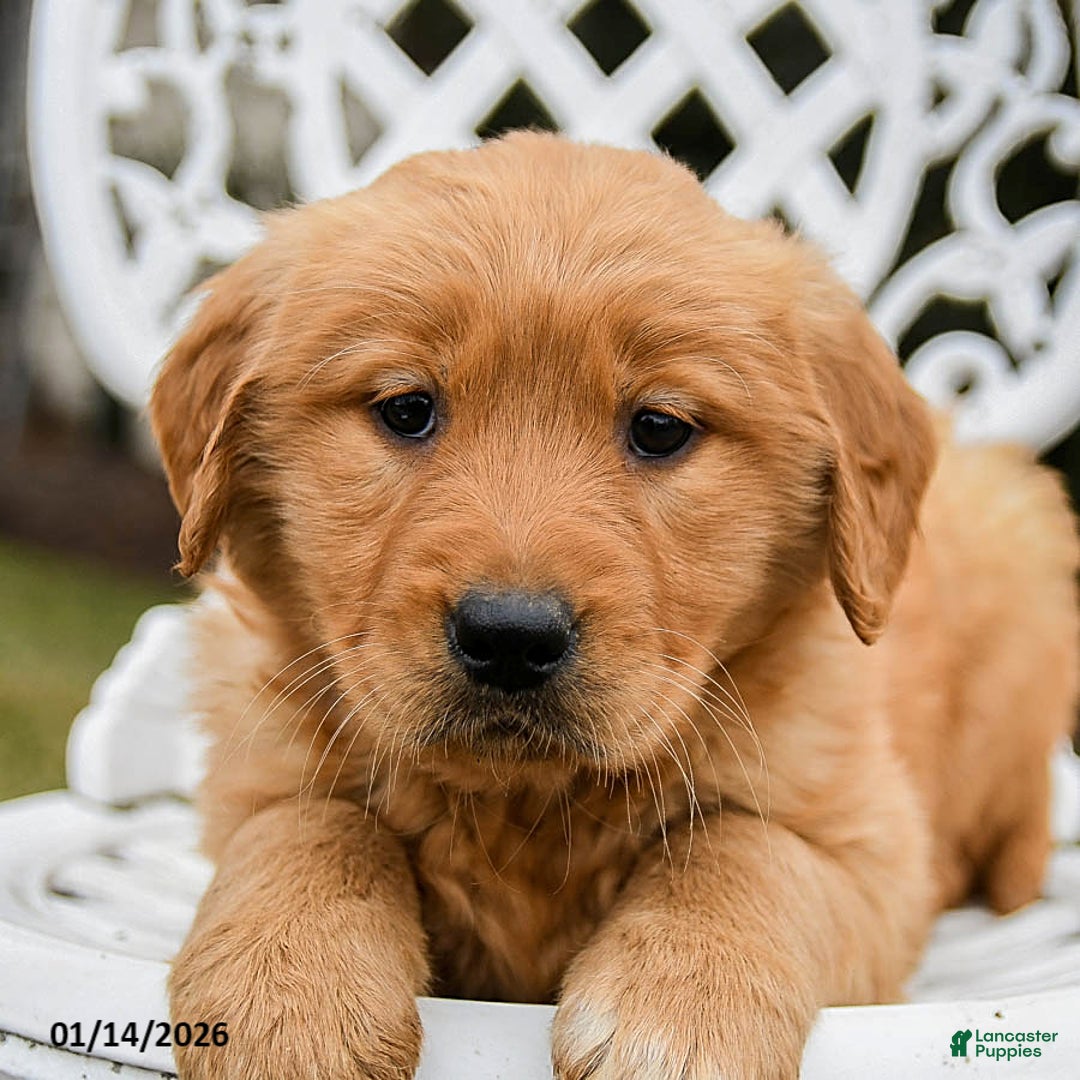 Golden Retriever dogs for sale: Peaches - Ad 2