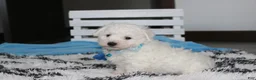 Bichon Frise dogs for sale: Karter  - Ad 6