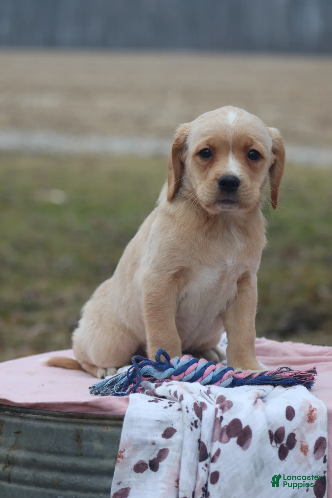 Mixed Breed dogs for sale: Everest - Ad 2