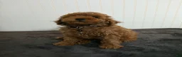 Toy Poodle dogs for sale: Tiger - Ad 5