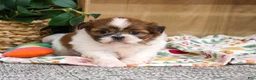 Shih Tzu dogs for sale: Fancy - Ad 3