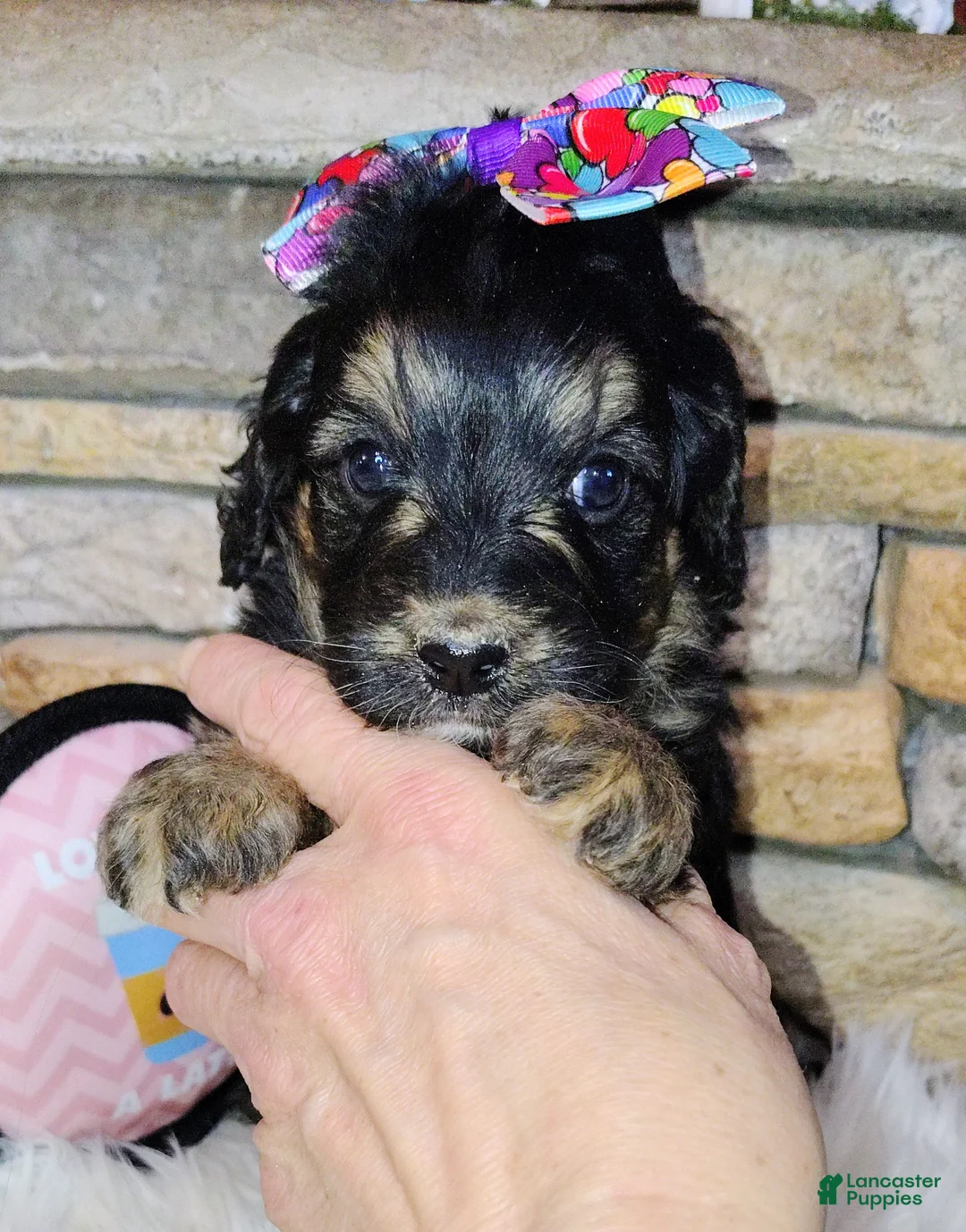 Saint Berdoodles dogs for sale: Loreth F1b Mini Saint Berdoodle - Ad 1