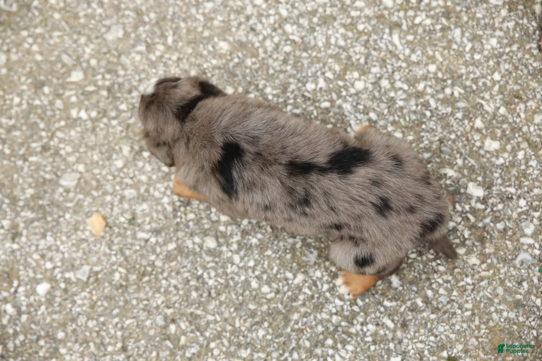 Aussiedoodle dogs for sale: Kelly Standard Sized - Ad 2