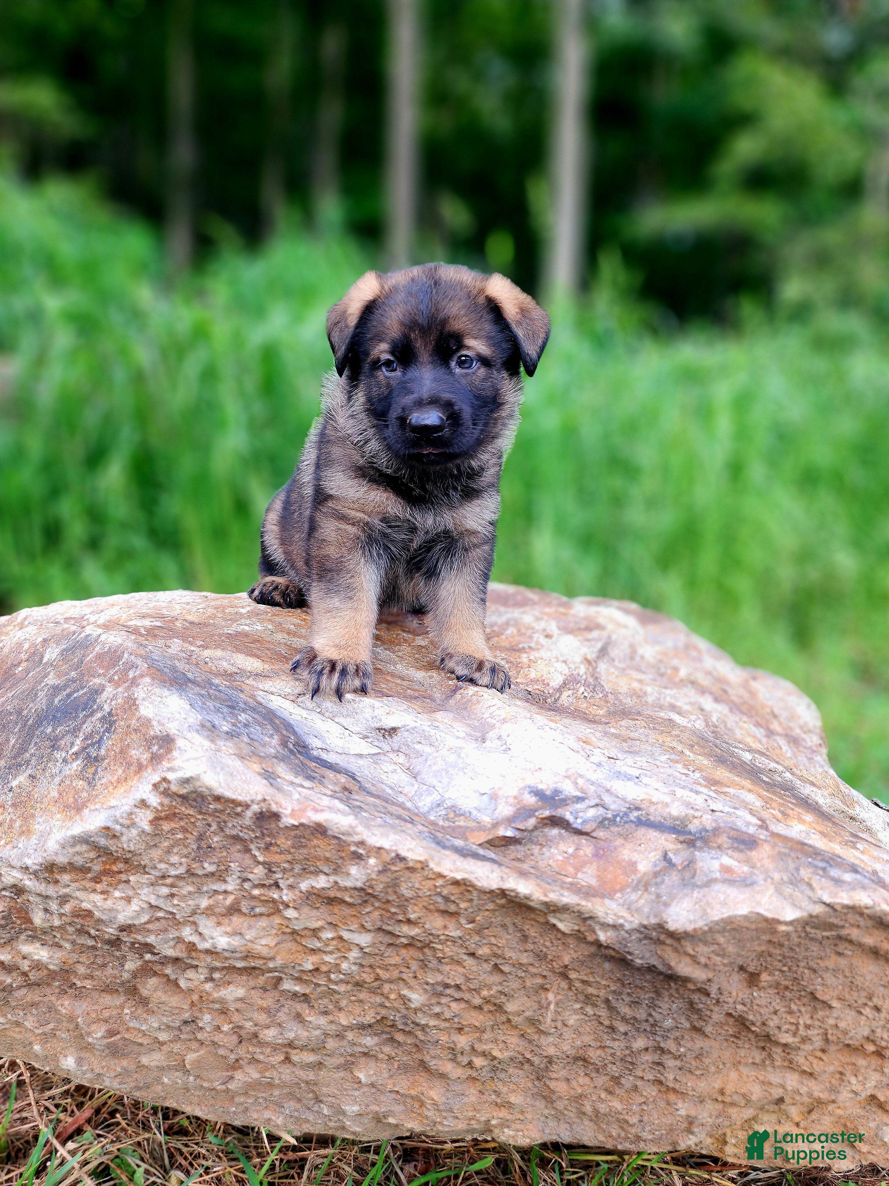 German Shepherd dogs Taska - Ad 2