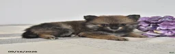 Pomeranian dogs for sale: Bear - Ad 3