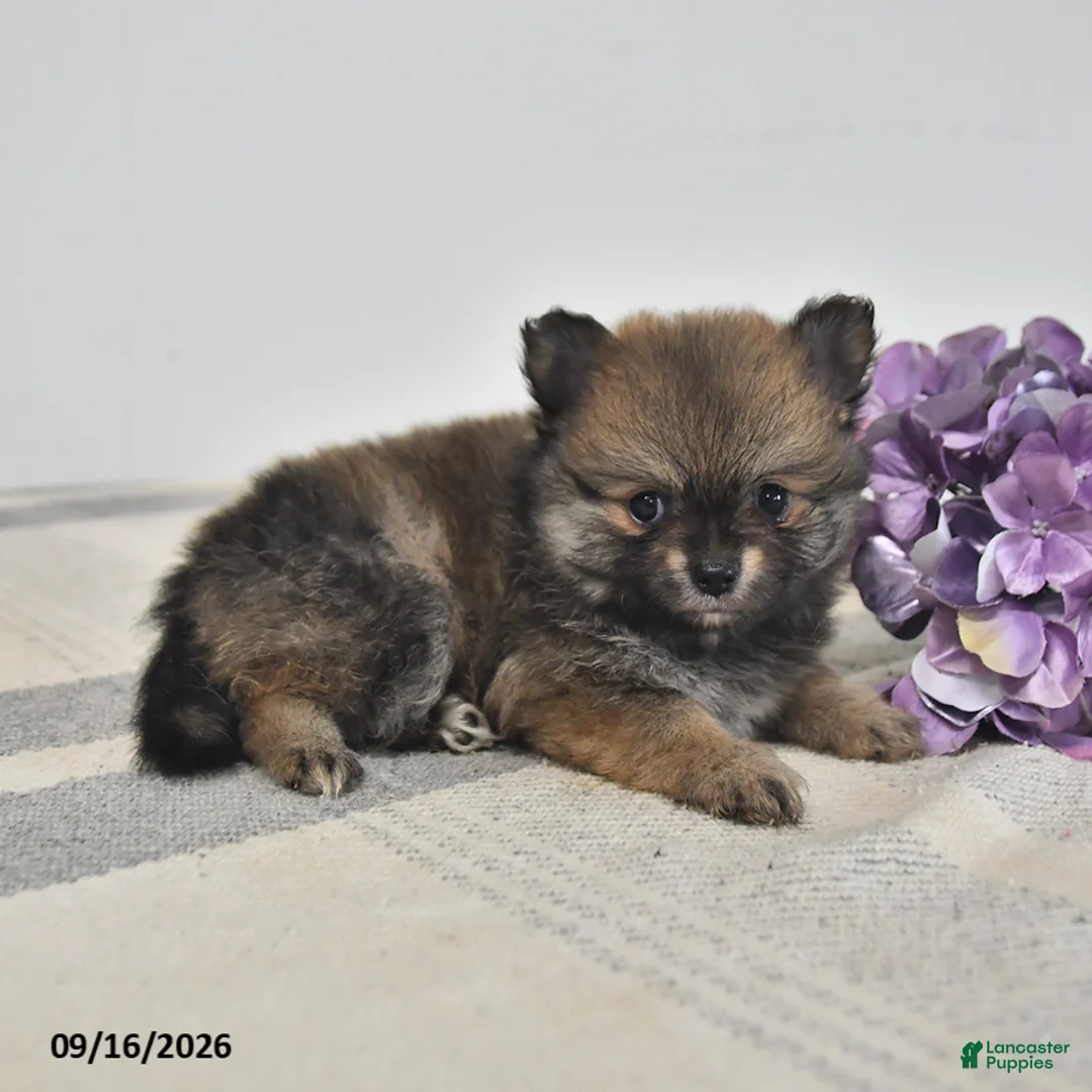 Pomeranian dogs for sale: Bear - Ad 3