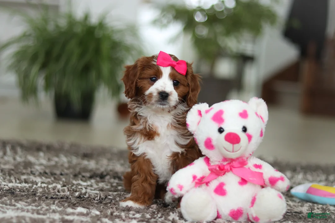 Cavapoo dogs for sale: Angela - Ad 9