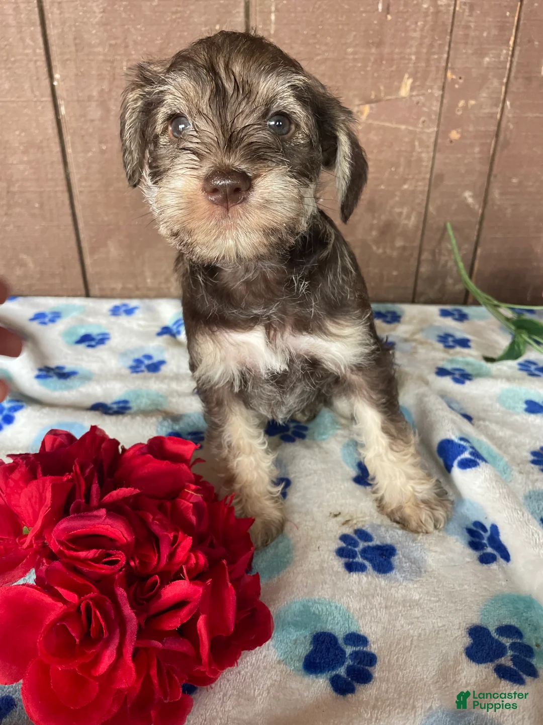 Miniature Schnauzer dogs for sale: Helga - Ad 2