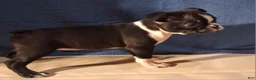 Boston Terrier dogs for sale: Esme - Ad 5