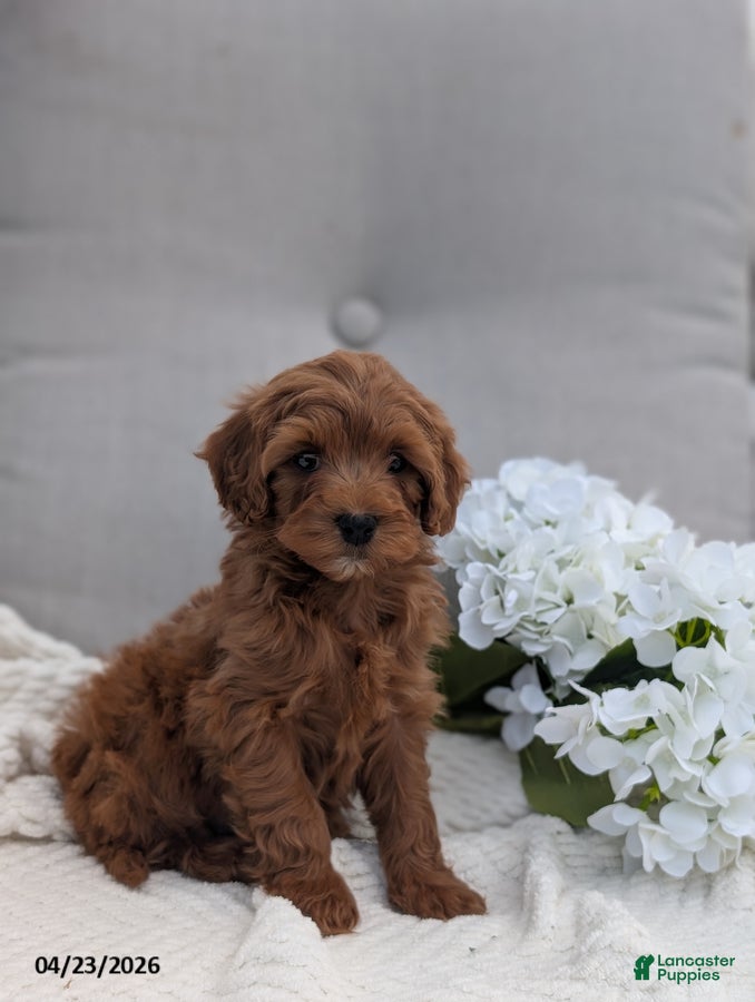 Cavapoo dogs Austin - Ad 1