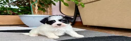 Havapoo dogs for sale: Havapoo boy 2 - Ad 10