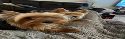 Yorkshire Terrier dogs for sale: Payton - Ad 85