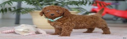 Mini Goldendoodle dogs for sale: Turbo - Ad 5