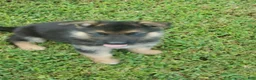 German Shepherd dogs for sale: Black Male - Ad 4