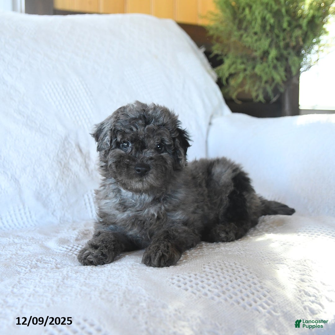Miniature Poodle dogs for sale: Penny - Ad 4