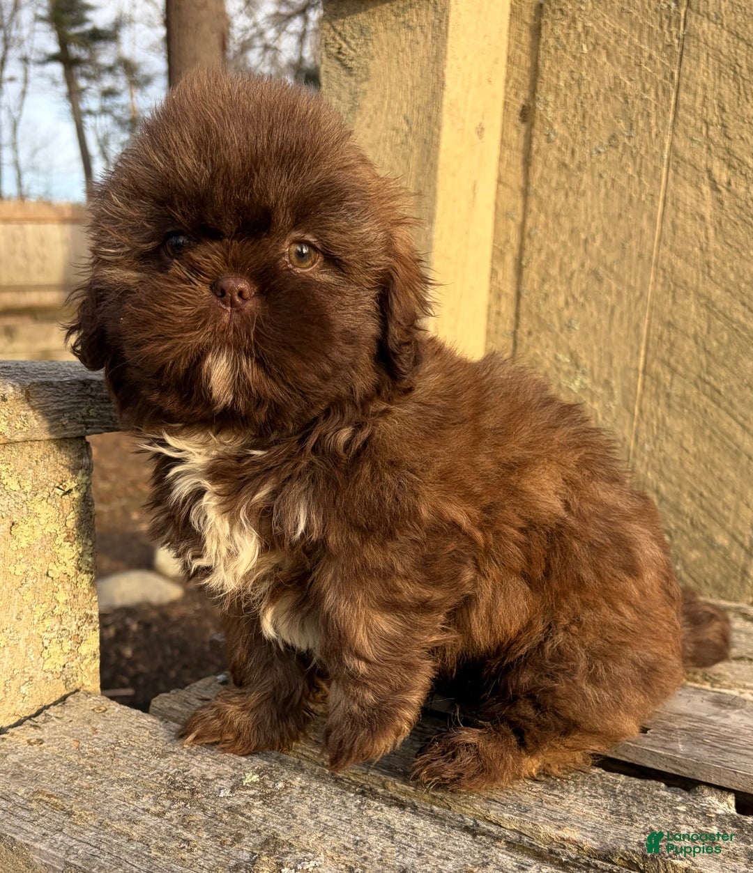Shih Tzu dogs for sale: 💚 IN BOSTON MASSACHUSETTS AREA 💚 PUREBRED CHOCOLATE SHIH TZU 💚 ESTIMATED ADULT SIZE 10-12 LBS 💚 - Ad 8
