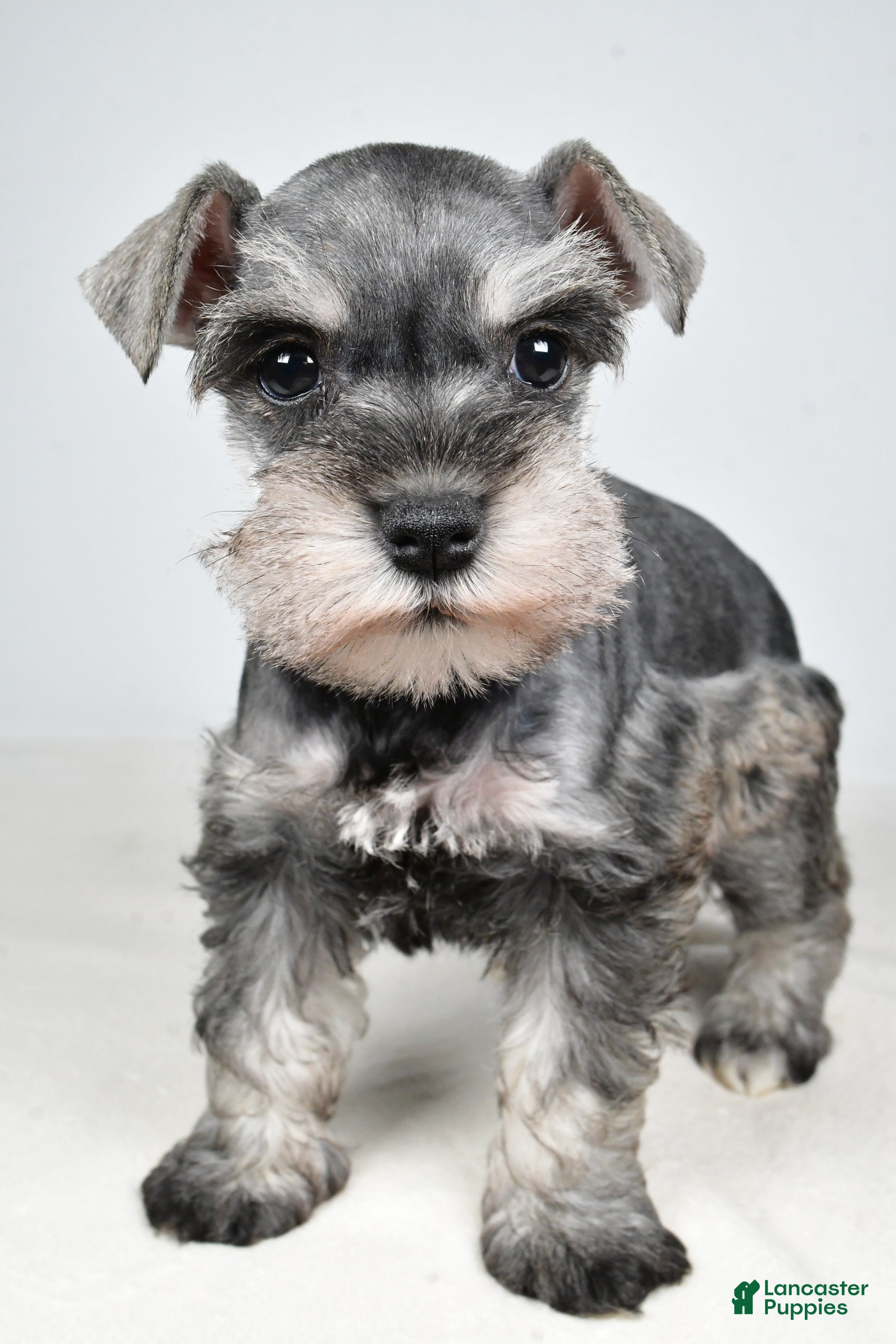 Miniature Schnauzer dogs Callie - Ad 2