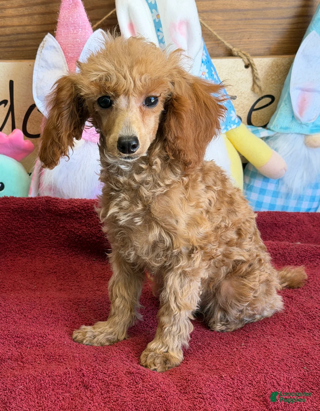 Toy Poodle dogs for sale: Scarlett - Ad 1