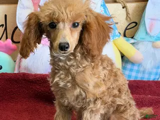 Toy Poodle dogs Scarlett - Ad 10