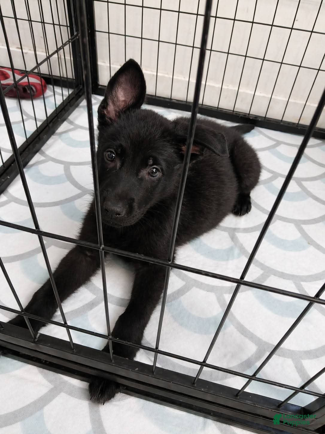 German Shepherd dogs Ottis 💚 - Ad 2