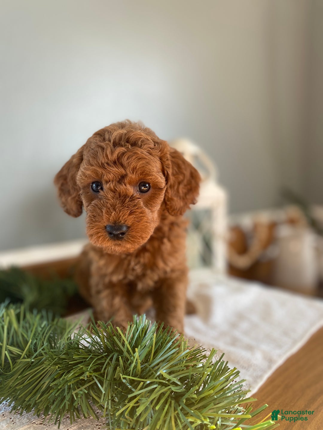 Mixed Breed dogs for sale: Cole - Ad 3