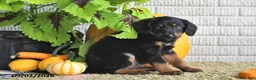 Mixed Breed dogs for sale: Theo - Ad 3