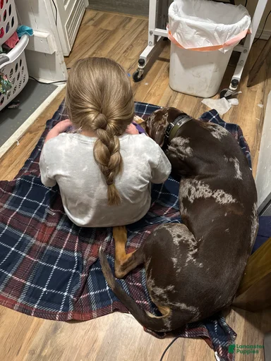 Gallery Image {{count}}