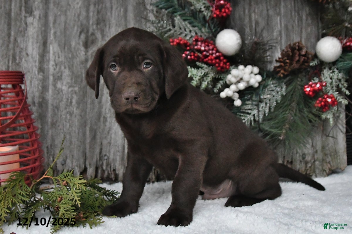 Labrador Retriever dogs Cody - Ad 32