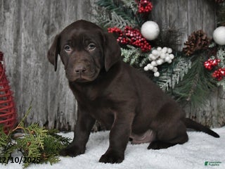 Labrador Retriever dogs Cody - Ad 38