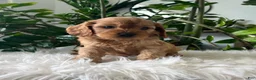 Cavapoo dogs for sale: Dexter - Ad 4