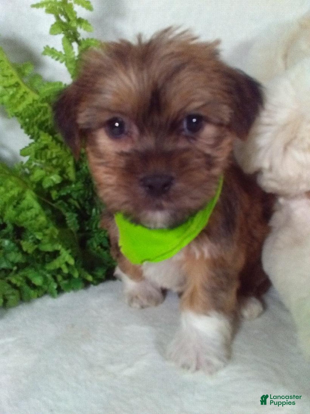 Shorkie dogs for sale: Gizmo - Ad 3