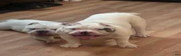 American Bully dogs for sale: Icy - Ad 1