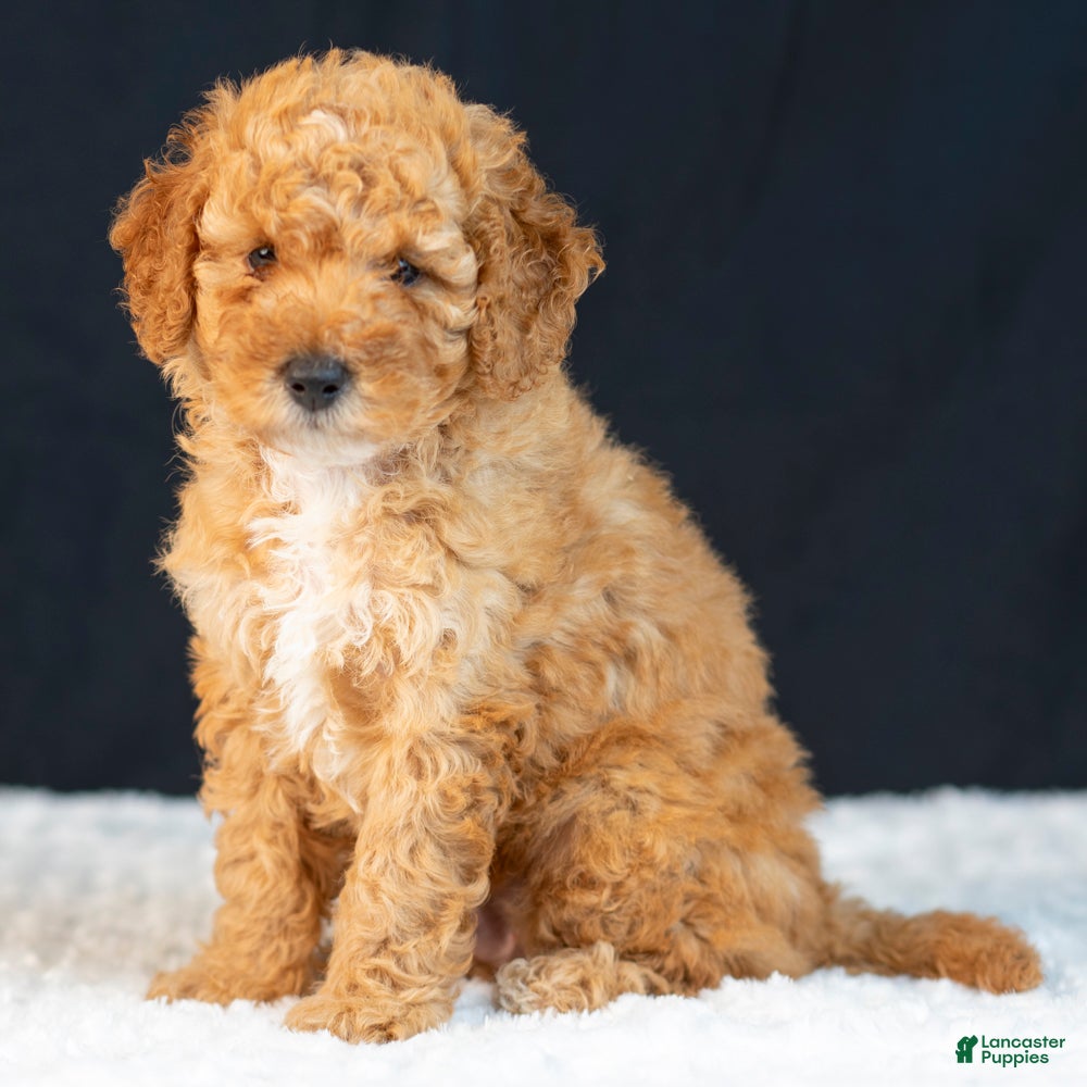 Mini Goldendoodle dogs Samson - Ad 1